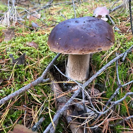Grzybowska Osada *