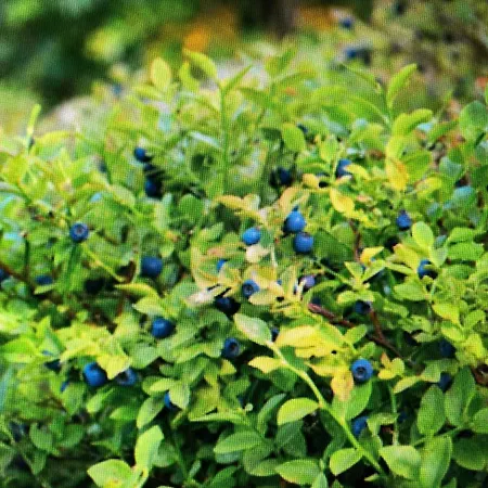 Grzybowska Osada Hébergement de vacances