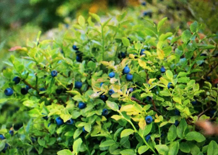 Grzybowska Osada Semesterbostad